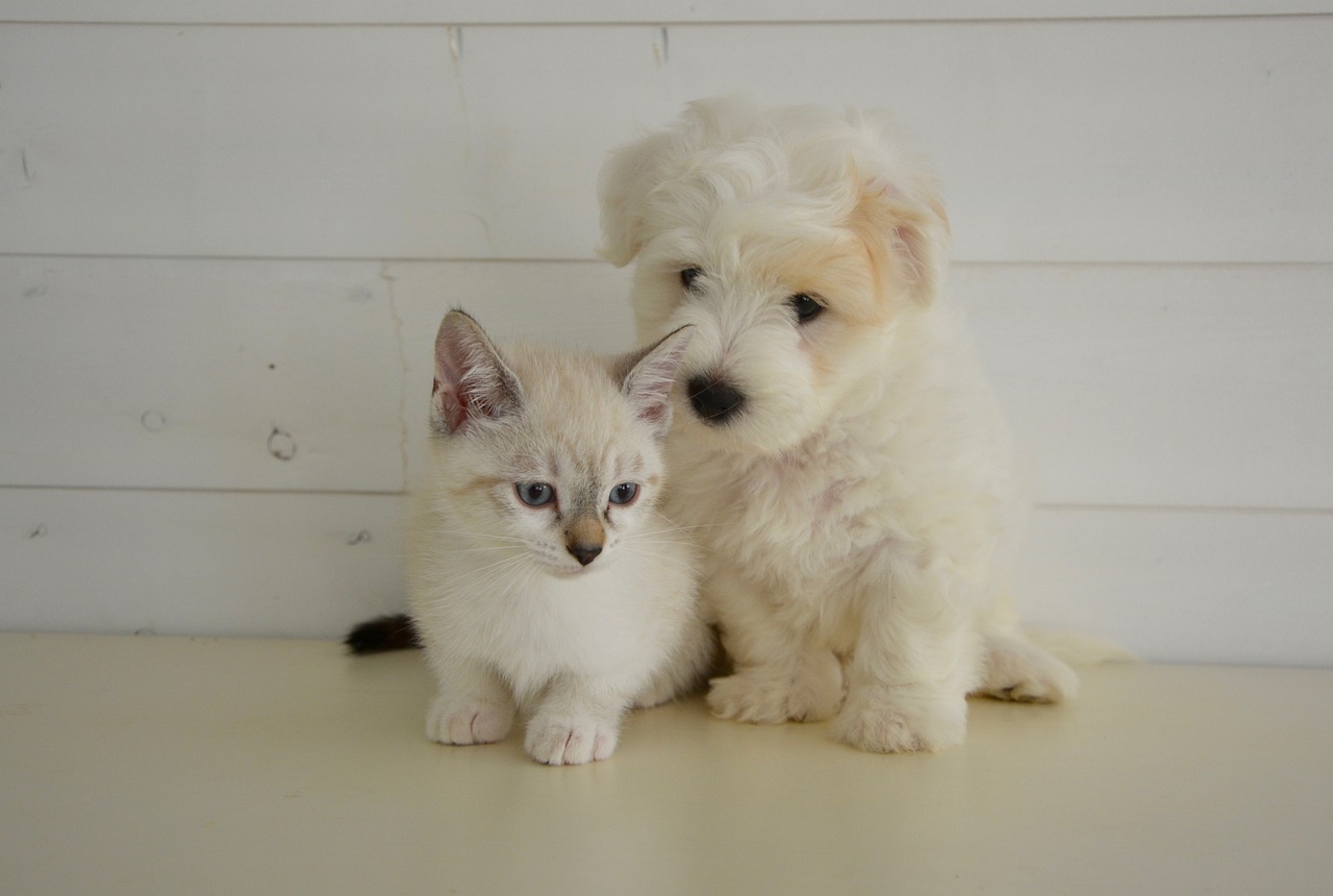 dog cat, kitten, domestic animal-2520041.jpg