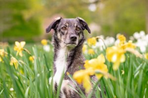 hybrid, dog, nature-6274156.jpg