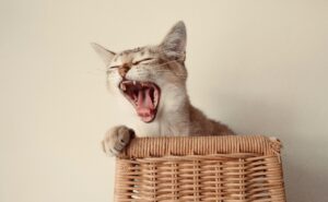 Close-up Photo of Cute Cat Yawning